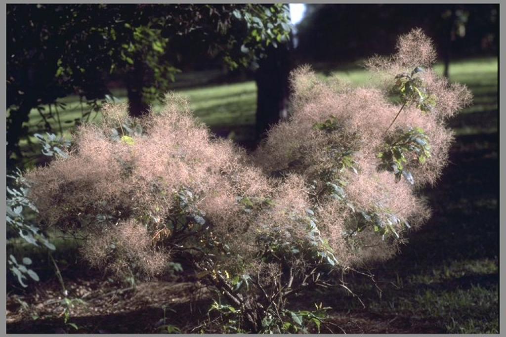 Smoketree